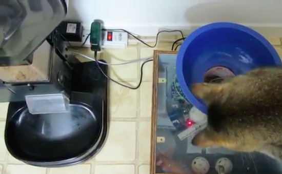 cat feeder machine