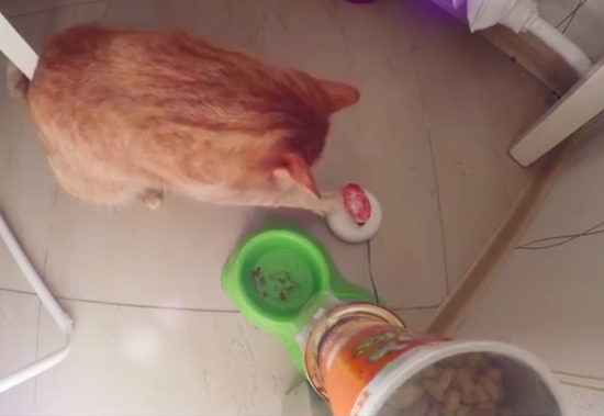 Diy automatic cat feeder hot sale arduino